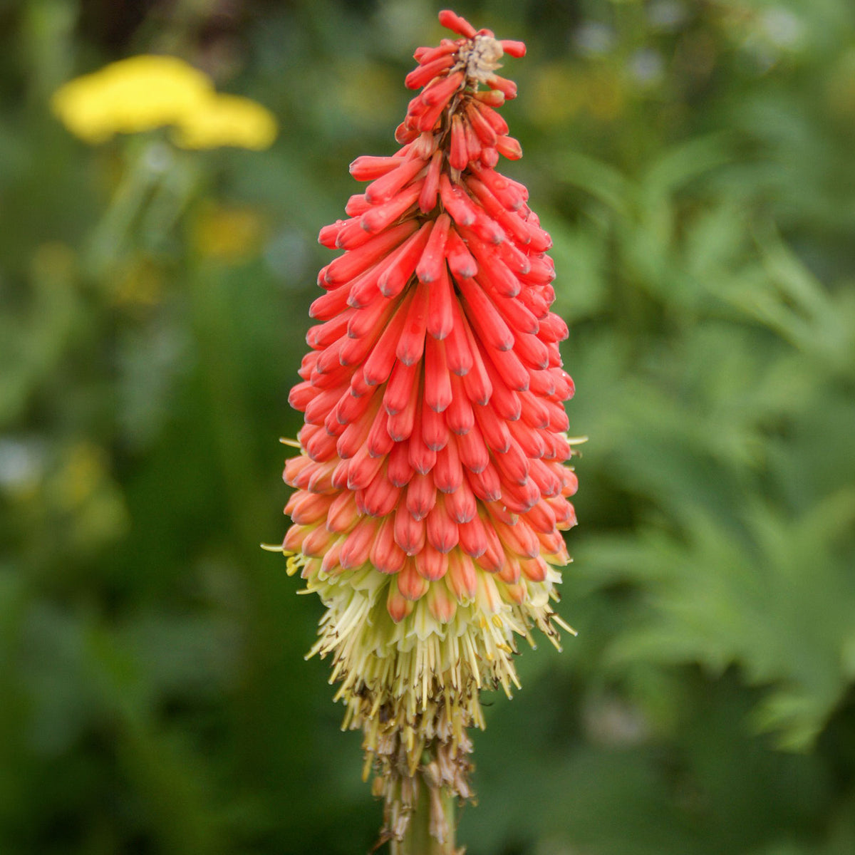 Kniphofia 'Rocket Junior'. A close-up of a red-orange red hot poker flower in full bloom, set against a soft-focus green garden background.