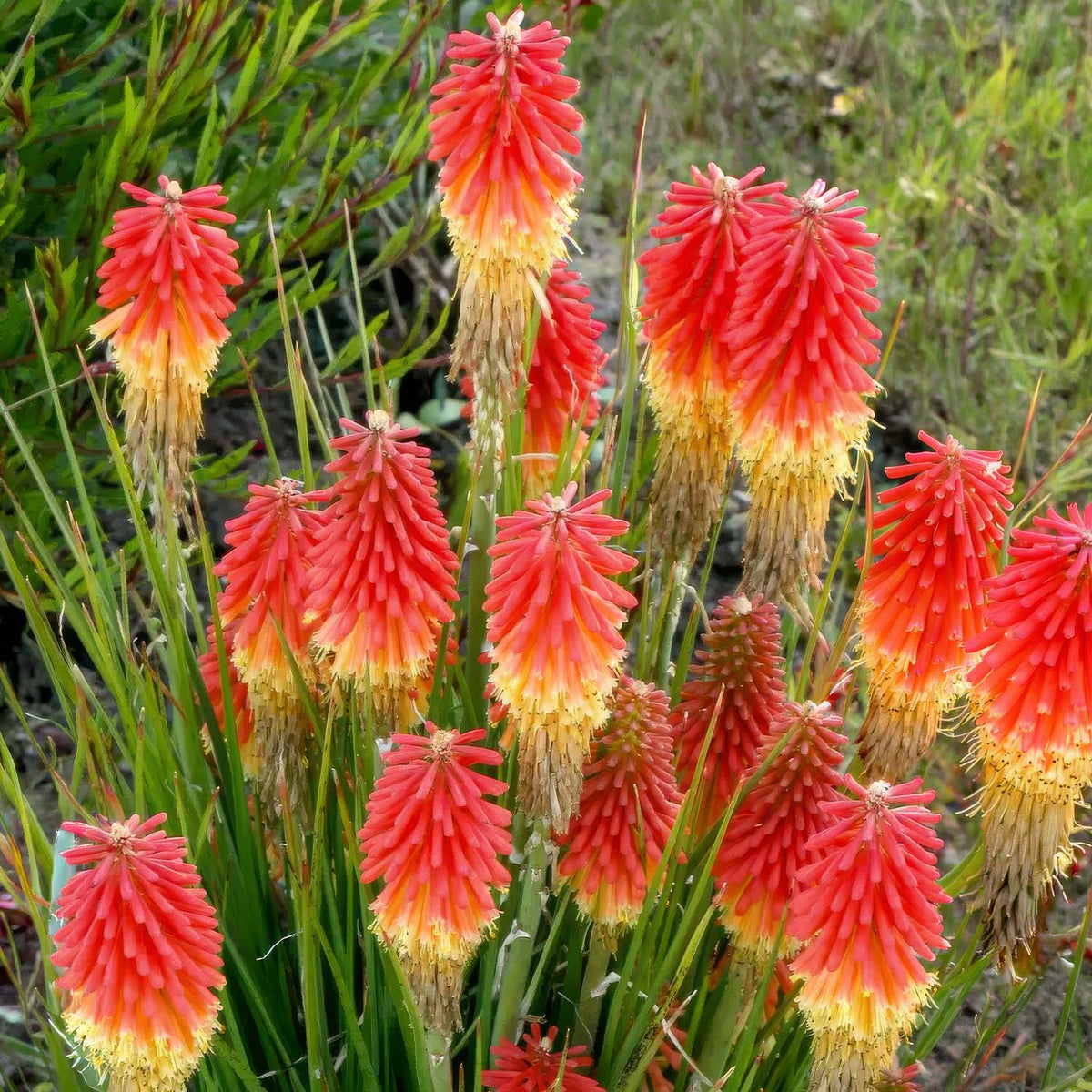 Kniphofia 'Rocket Junior'. A cluster of red-orange red hot poker flowers with yellow tips and green leaves growing in a grassy outdoor setting.