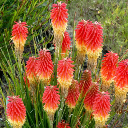 Kniphofia 'Rocket Junior'. A cluster of red-orange red hot poker flowers with yellow tips and green leaves growing in a grassy outdoor setting.