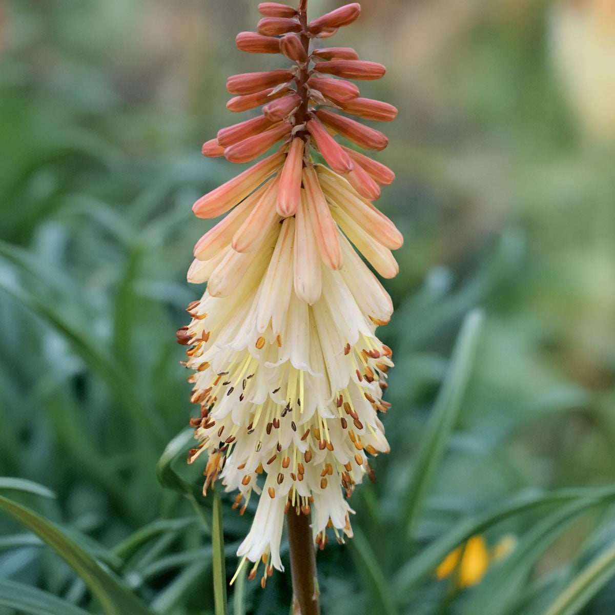 Kniphofia 'Toffee Nosed'