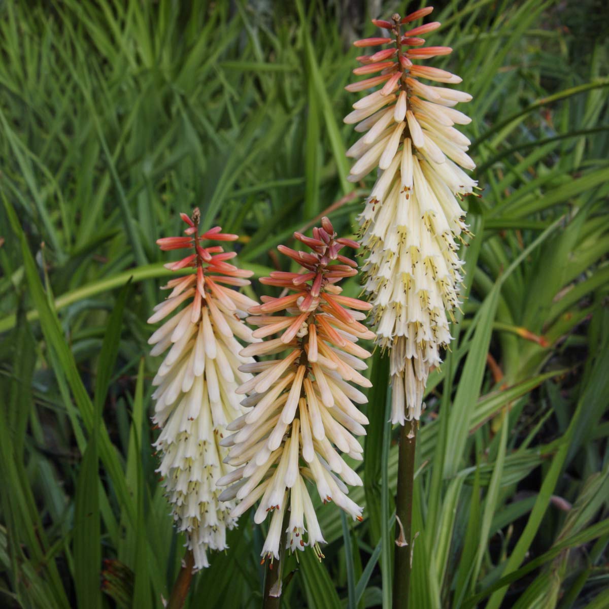 Kniphofia 'Toffee Nosed'