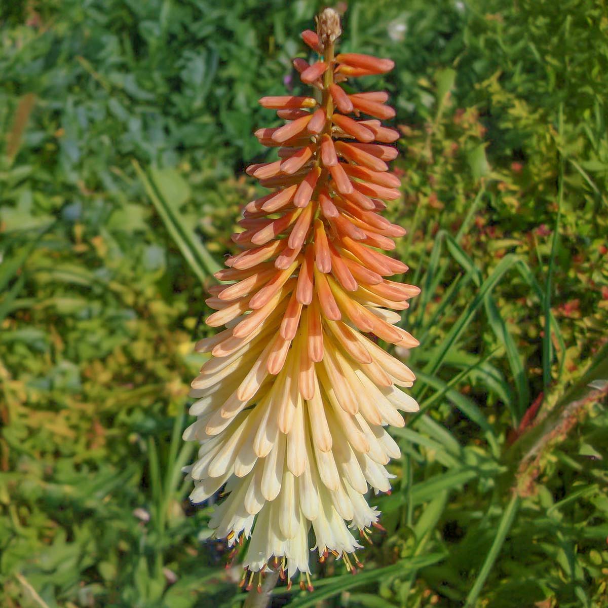 Kniphofia 'Toffee Nosed'