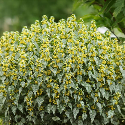 Lamium galeobdolon 'Hermann's Pride'