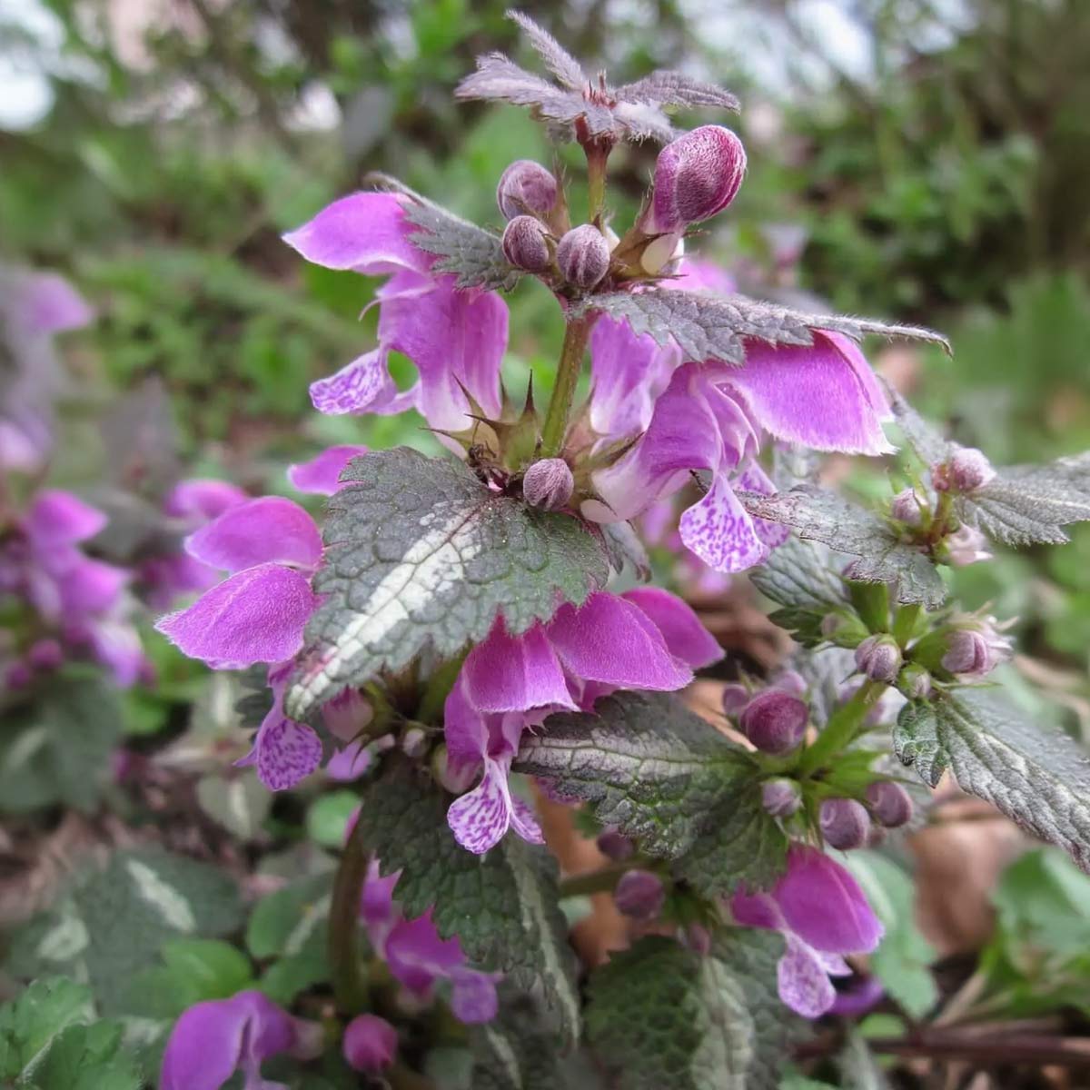 Lamium maculatum 'Beacon Silver'