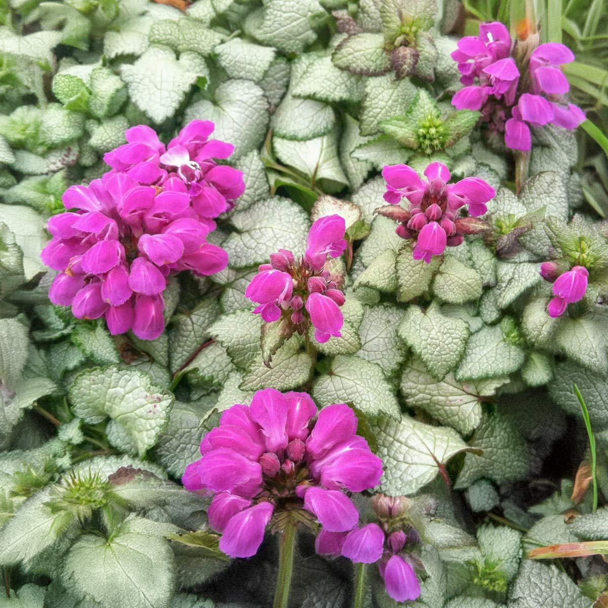 Lamium maculatum 'Beacon Silver'