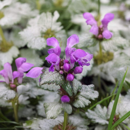 Lamium maculatum 'Beacon Silver'