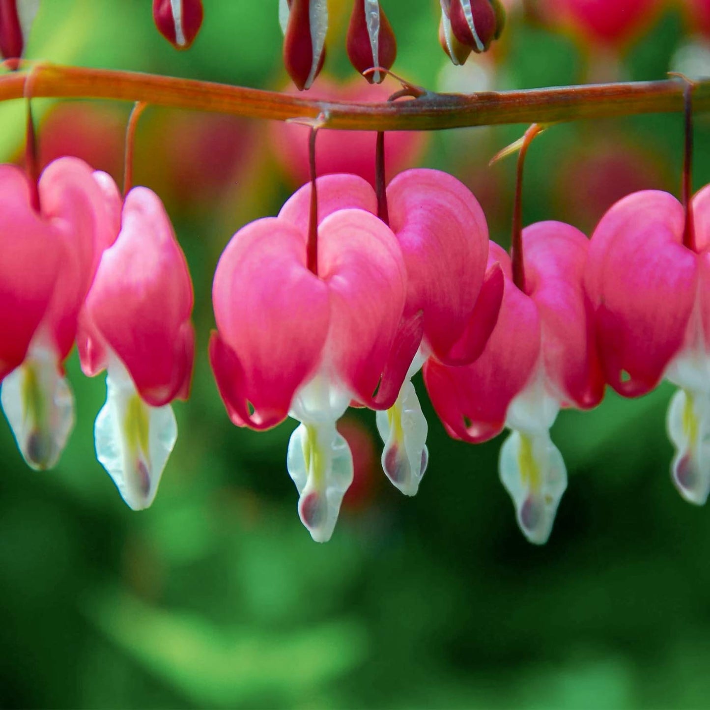 Lamprocapnos spectabilis 'Valentine'