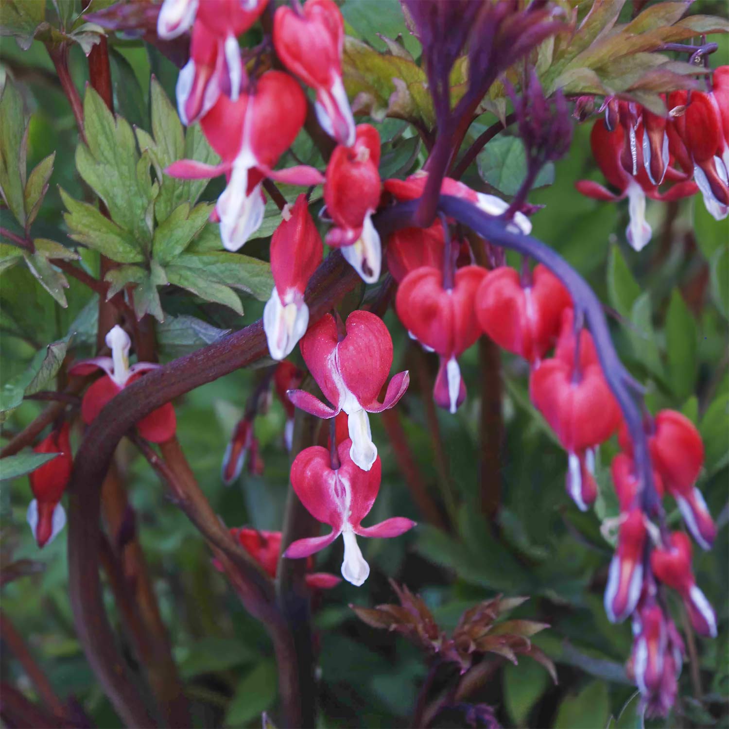 Lamprocapnos spectabilis 'Valentine'