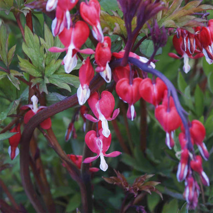 Lamprocapnos spectabilis 'Valentine'
