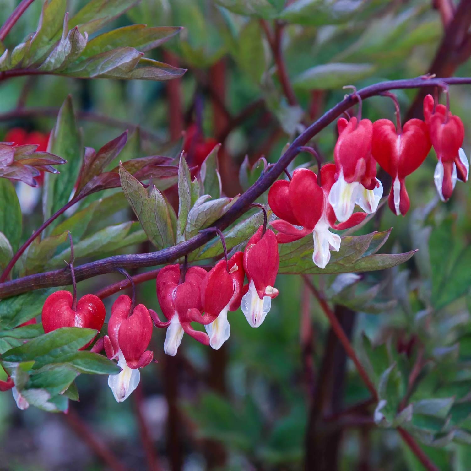 Lamprocapnos spectabilis 'Valentine'