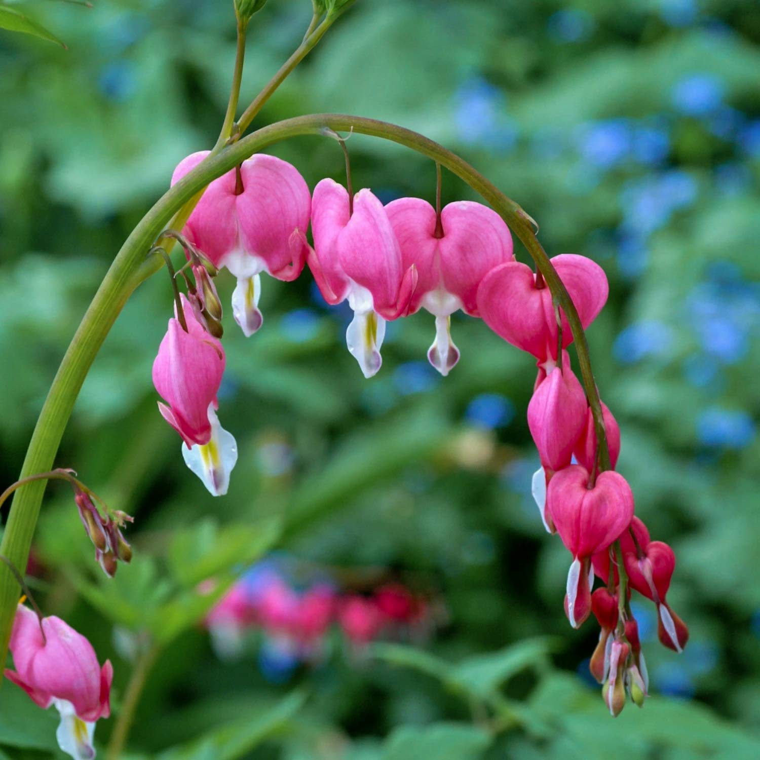 Lamprocapnos spectabilis 'Valentine'