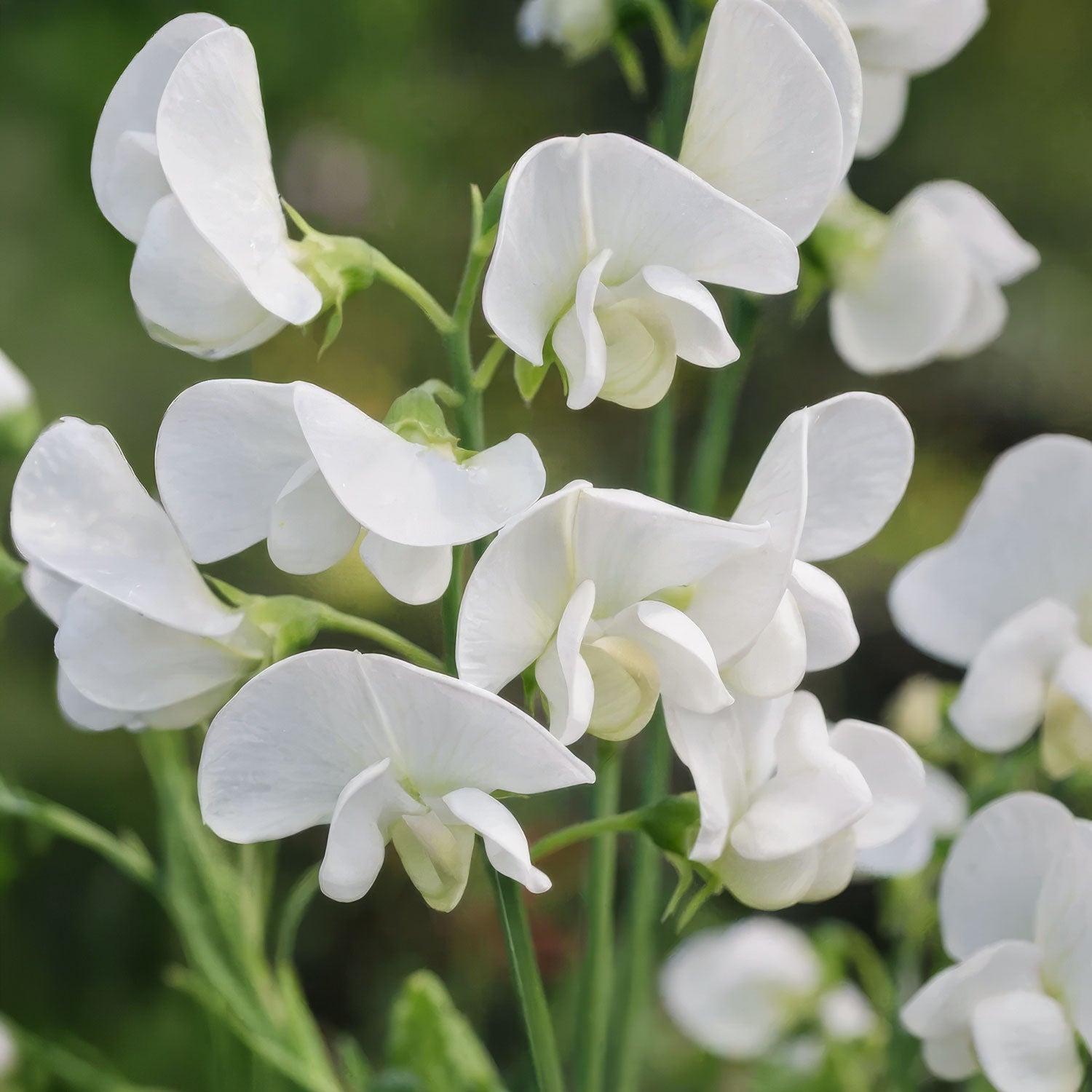 Lathyrus latifolius 'White Pearl'. Close-up of white Everlasting Pea flowers with a blurred green background