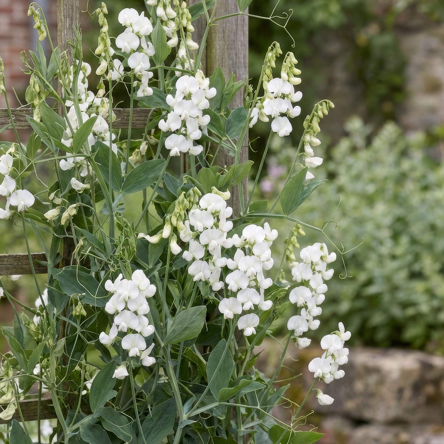 Lathyrus latifolius 'White Pearl'. White Everlasting Pea flowers with green leaves on a wooden stake in a garden setting.