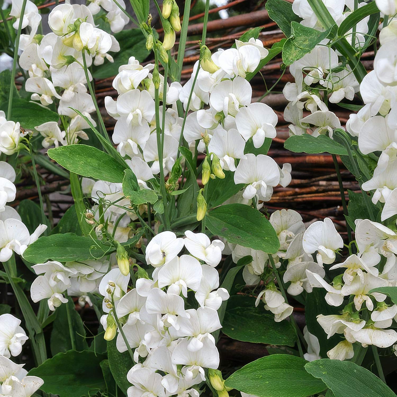 Lathyrus latifolius 'White Pearl'. White Everlasting Pea flowers growing up a fence blurred in the background