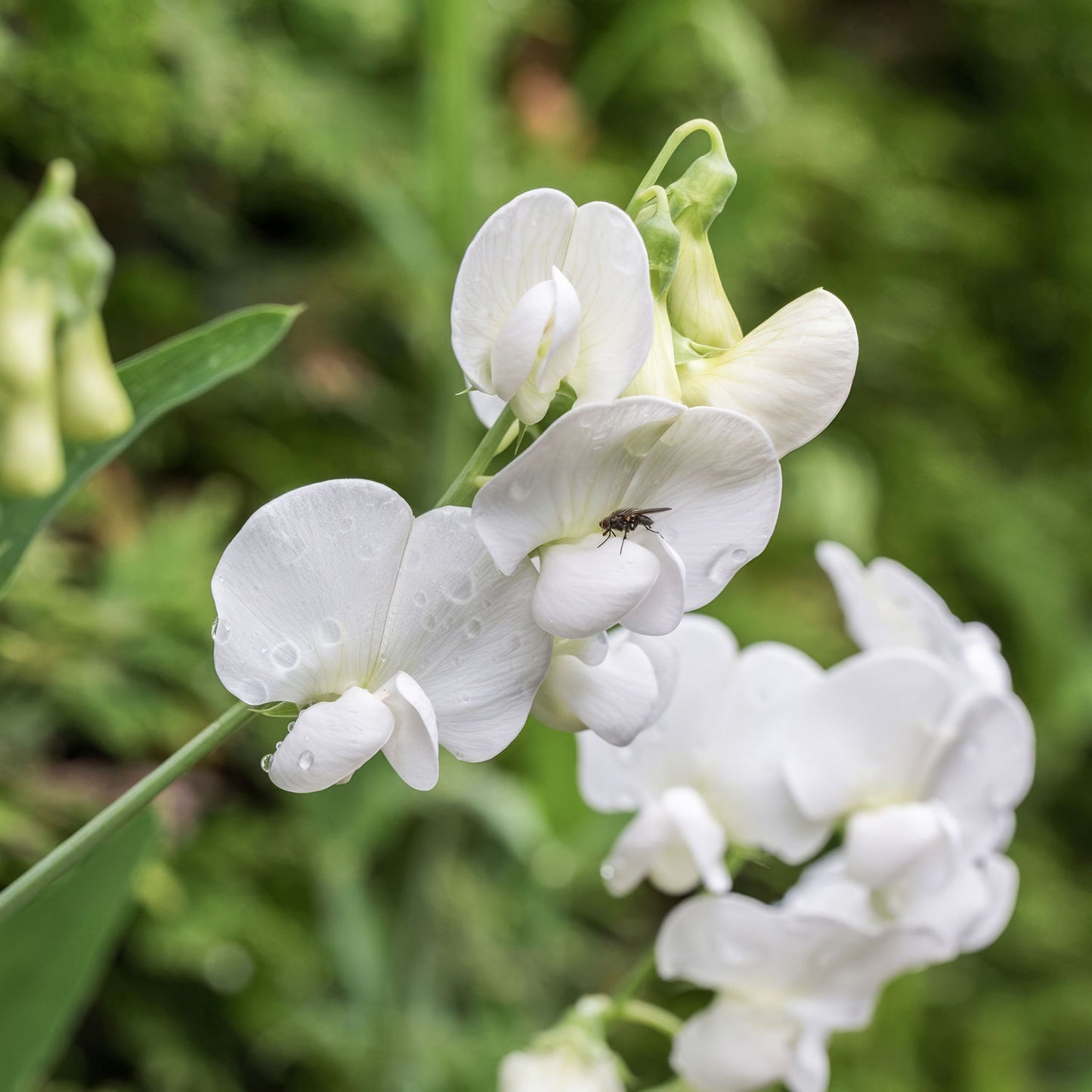 Lathyrus latifolius 'White Pearl'. White Everlasting Pea flowers with water droplets on a green background