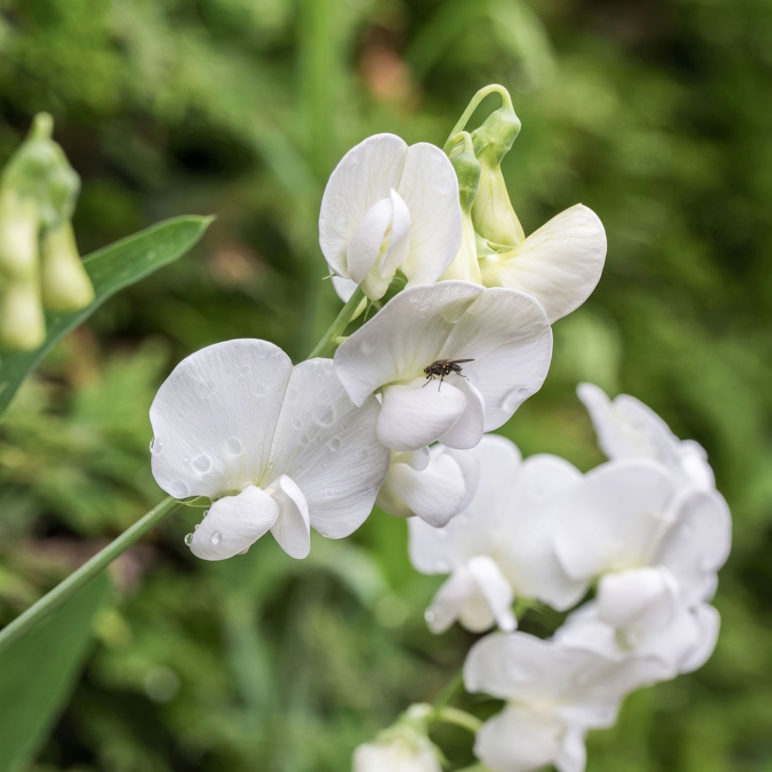 Lathyrus latifolius 'White Pearl'. White Everlasting Pea flowers with water droplets on a green background