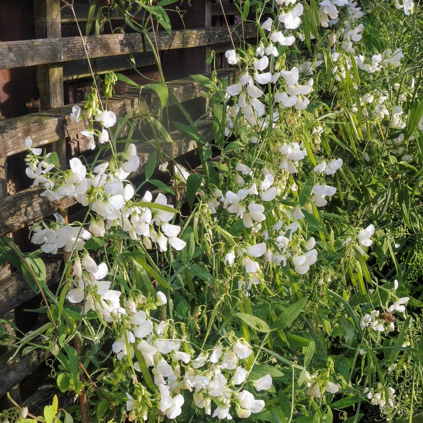 Lathyrus latifolius 'White Pearl'. White Everlasting Pea flowers on a plant with a wooden structure in the background
