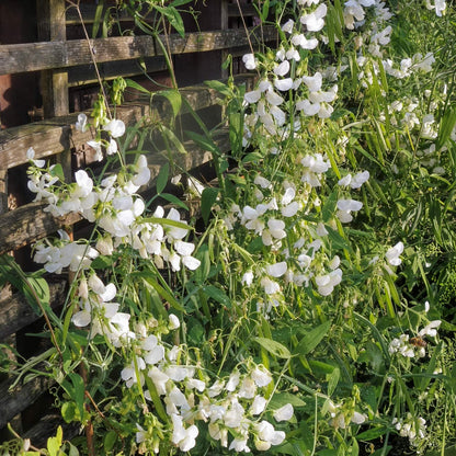 Lathyrus latifolius 'White Pearl'. White Everlasting Pea flowers on a plant with a wooden structure in the background
