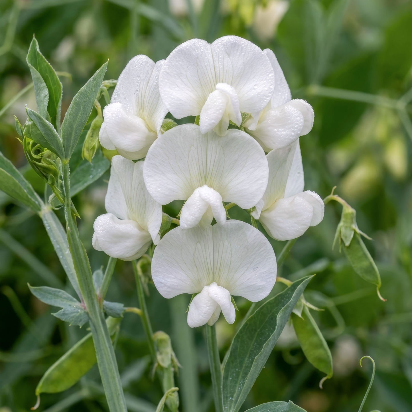 Lathyrus latifolius 'White Pearl'. Close-up of white Everlasting Pea flowers with green leaves in the background