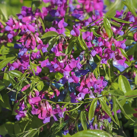 Lathyrus vernus