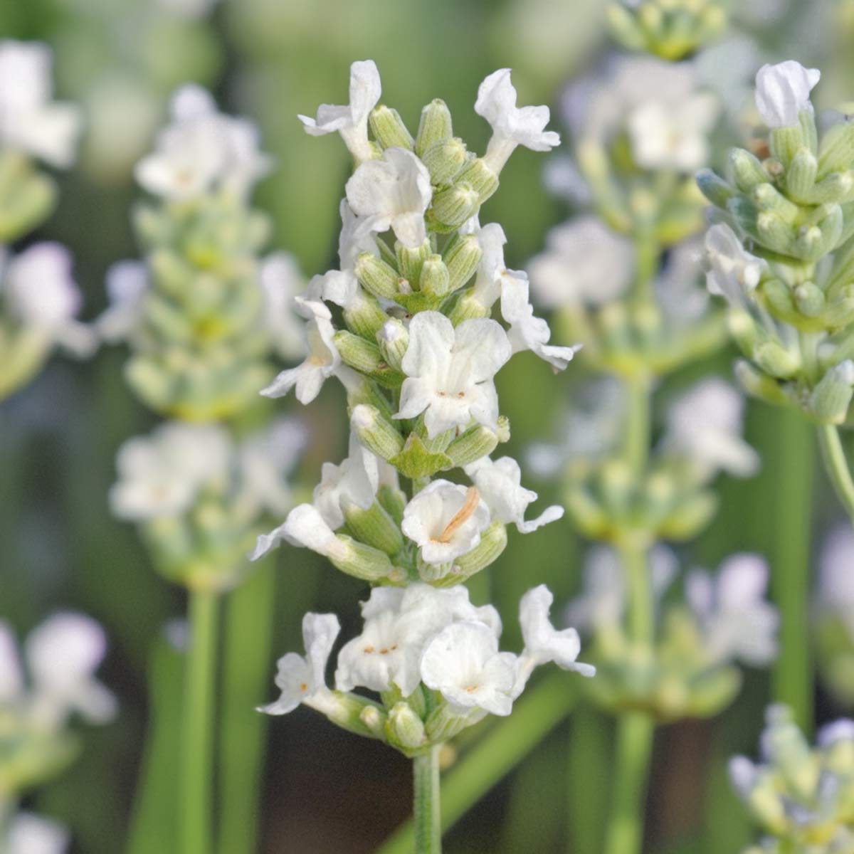 Lavandula angustifolia 'Arctic Snow'