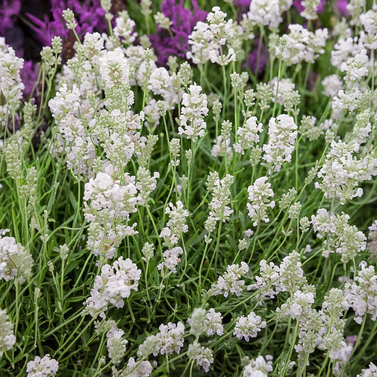 Lavandula angustifolia 'Arctic Snow'