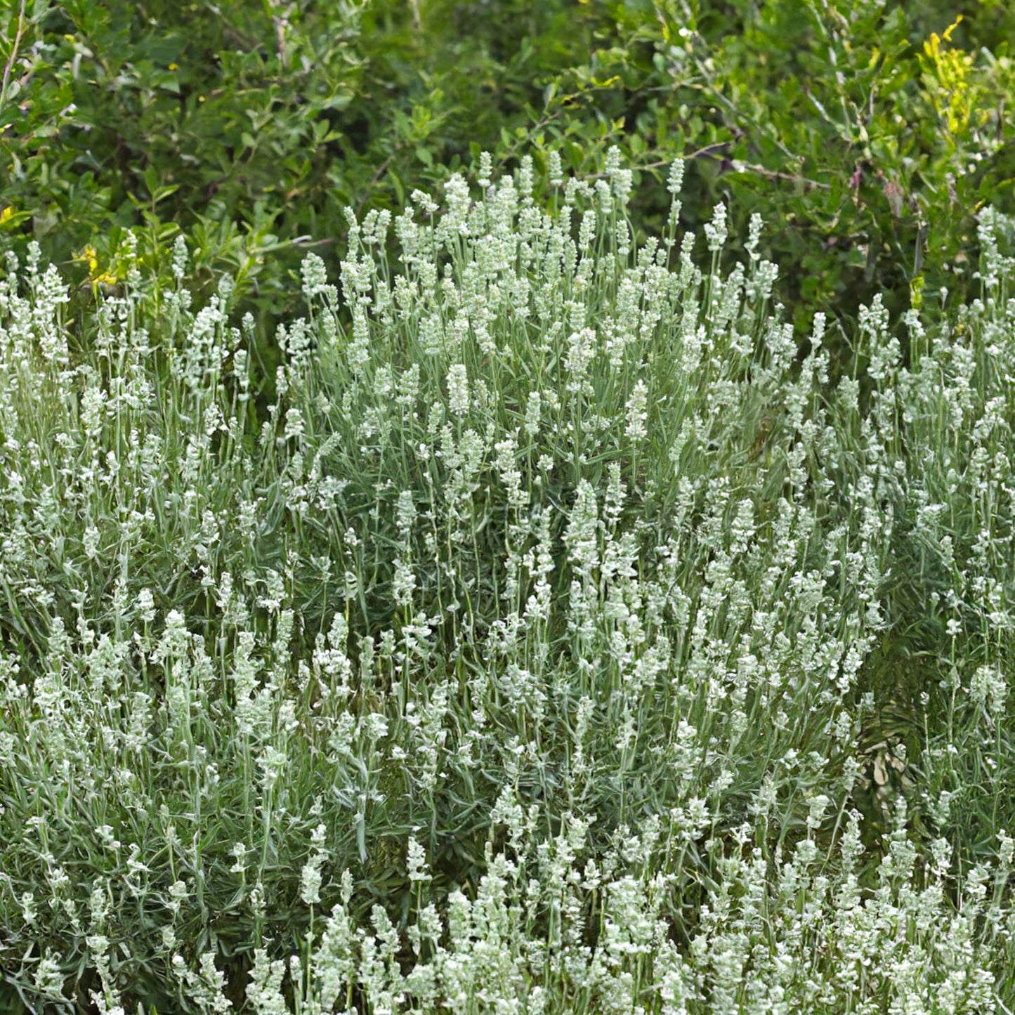 Lavandula angustifolia 'BeeZee White'