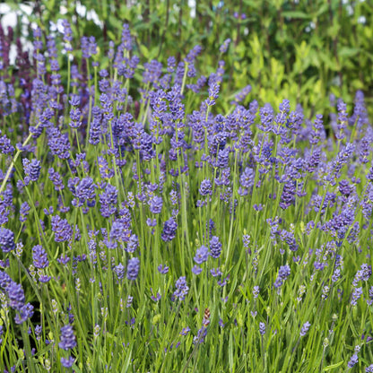Lavandula angustifolia 'Essence Purple'