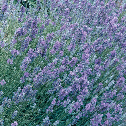 Lavandula angustifolia 'Essence Purple'