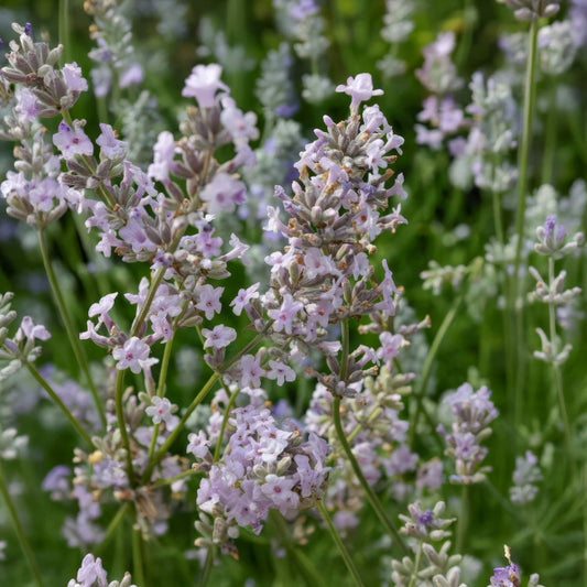 Lavandula angustifolia 'Loddon Pink'