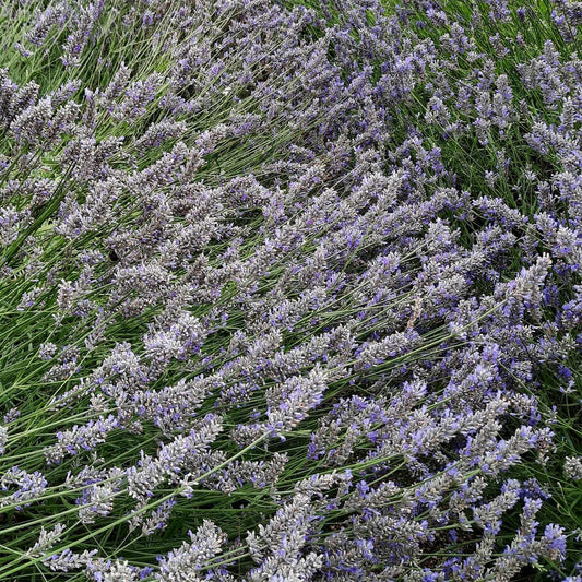 Lavandula x intermedia 'Provence'