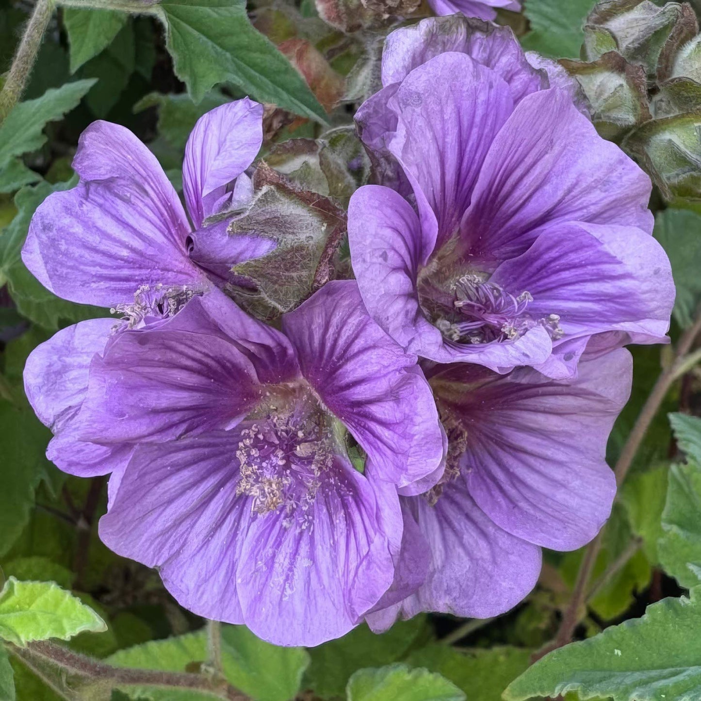Lavatera falcata 'Lilia Twirl'. Close-up of purple flowers with green leaves in the background