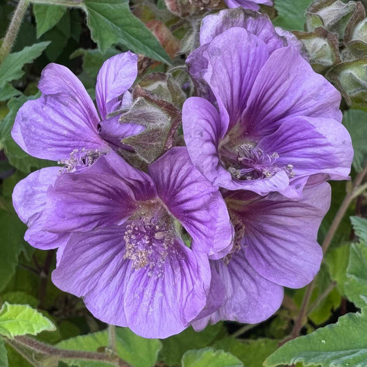 Lavatera falcata 'Lilia Twirl'. Close-up of purple flowers with green leaves in the background