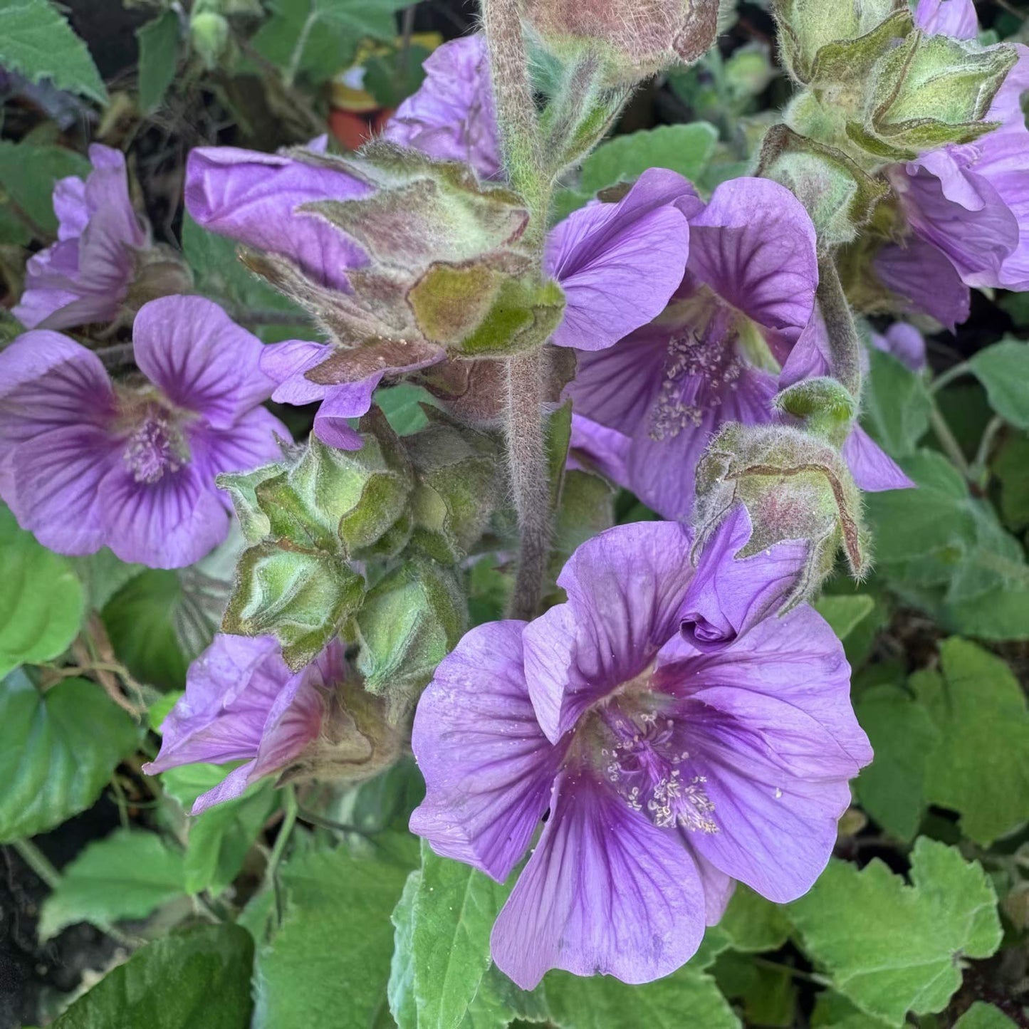 Lavatera falcata 'Lilia Twirl'. Close-up of purple flowers with green leaves