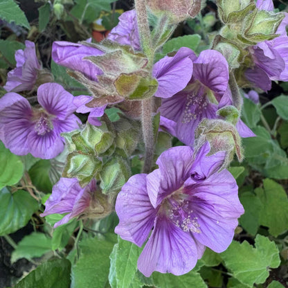 Lavatera falcata 'Lilia Twirl'. Close-up of purple flowers with green leaves