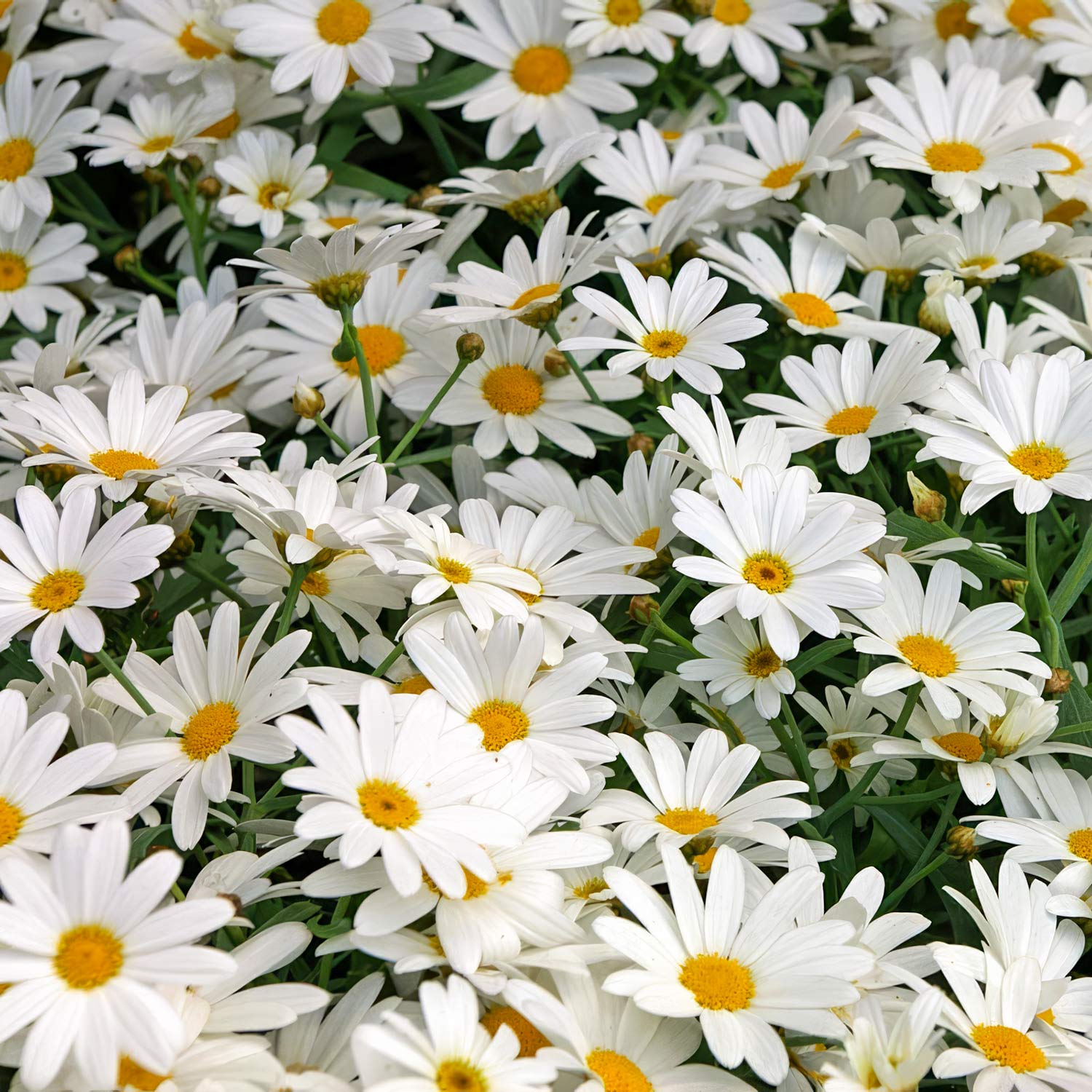 Leucanthemum x superbum 'Alaska'