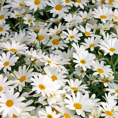 Leucanthemum x superbum 'Alaska'
