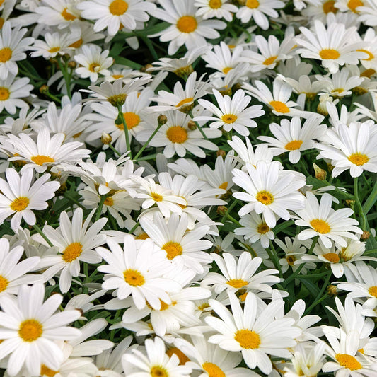 Leucanthemum x superbum 'Alaska'