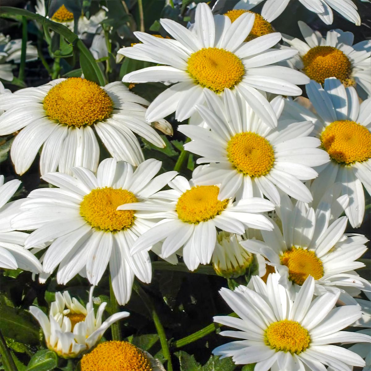 Leucanthemum x superbum 'Alaska' (Shasta daisy 'Alaska') – Barnsdale ...