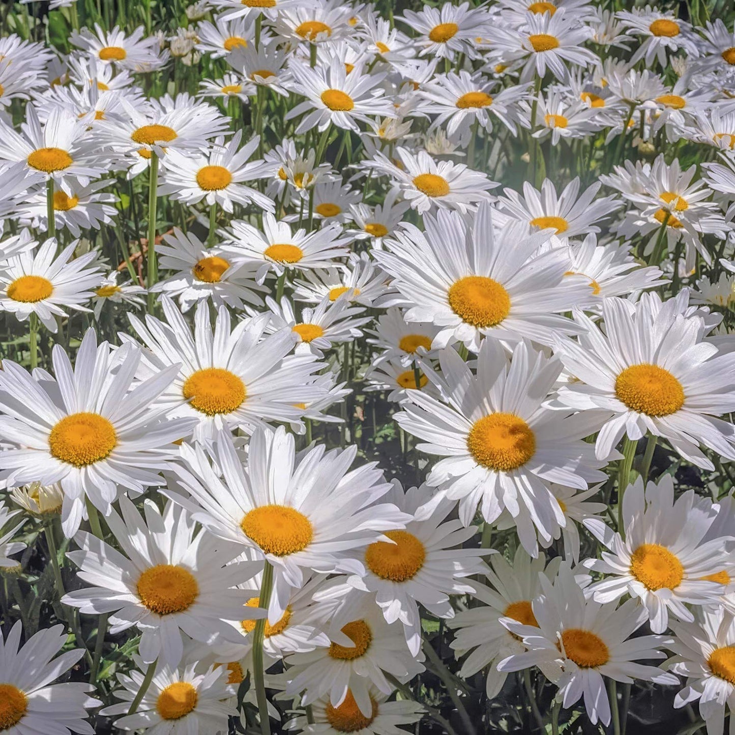Leucanthemum x superbum 'Alaska'