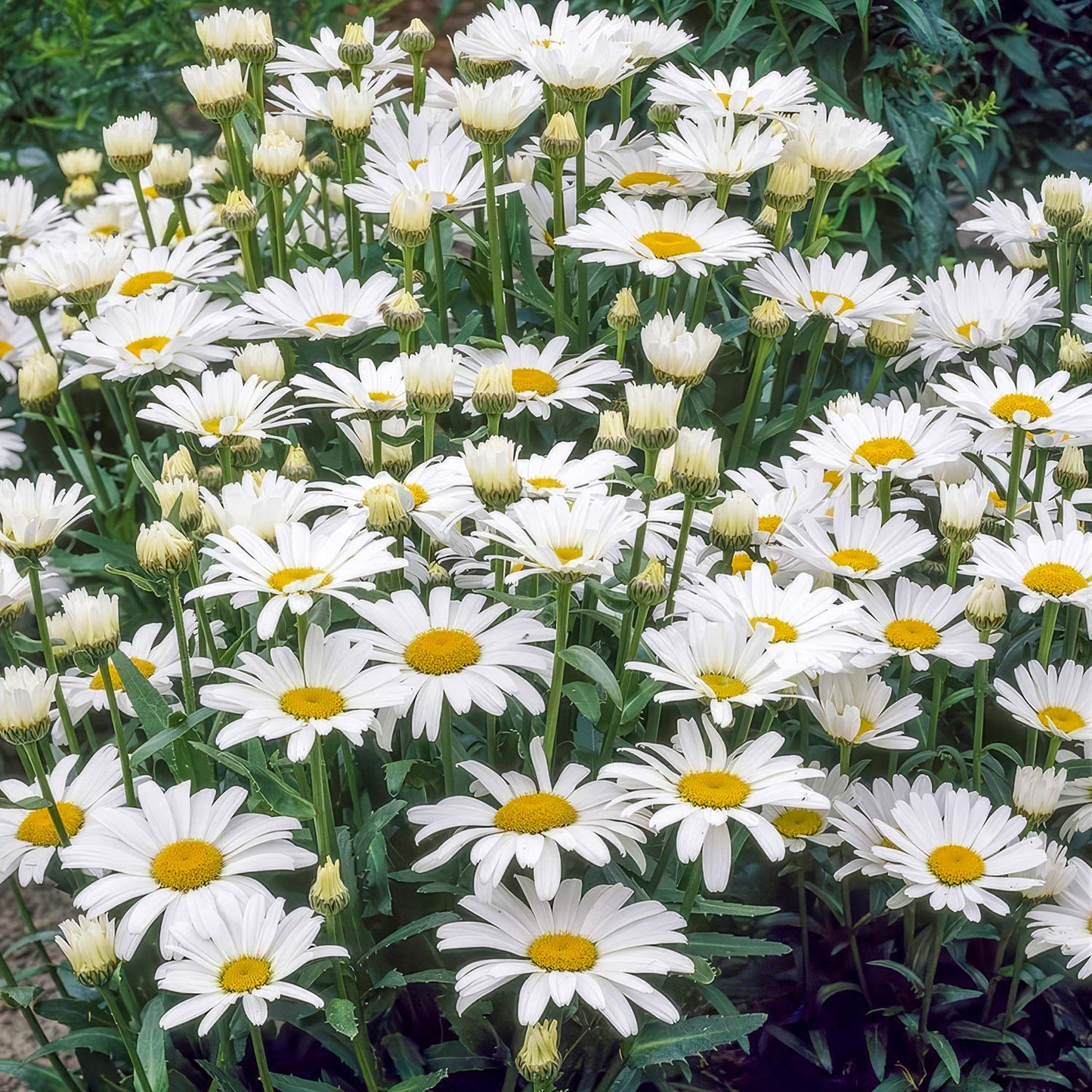 Leucanthemum x superbum 'Alaska'