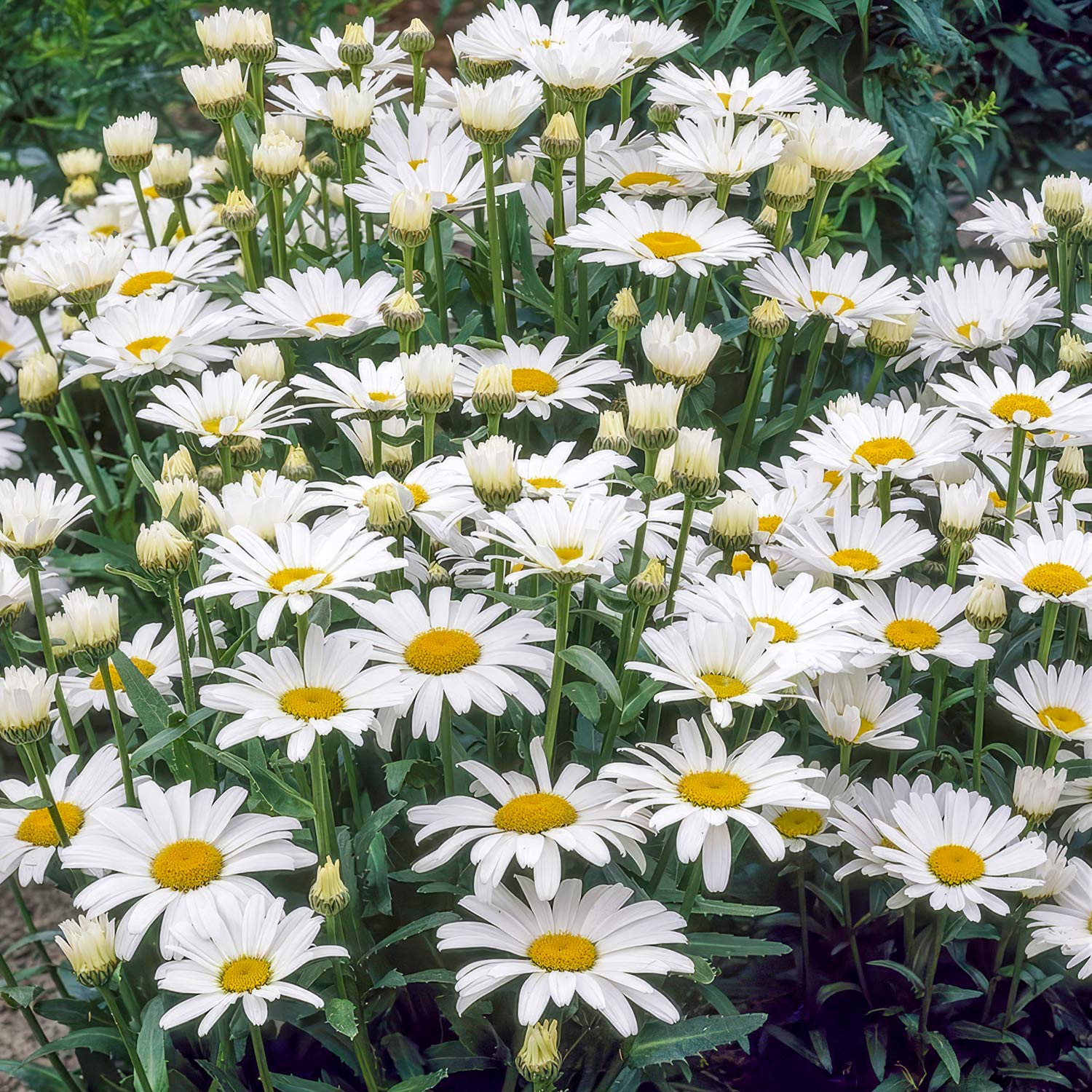 Leucanthemum x superbum 'Alaska'