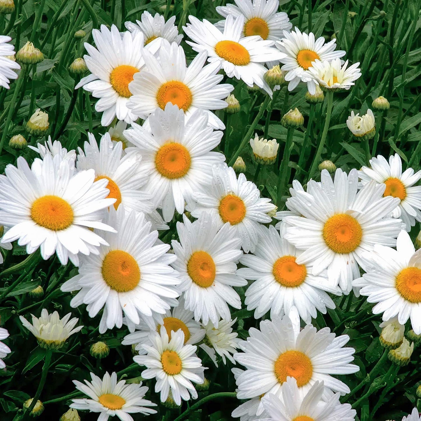Leucanthemum x superbum 'Alaska'