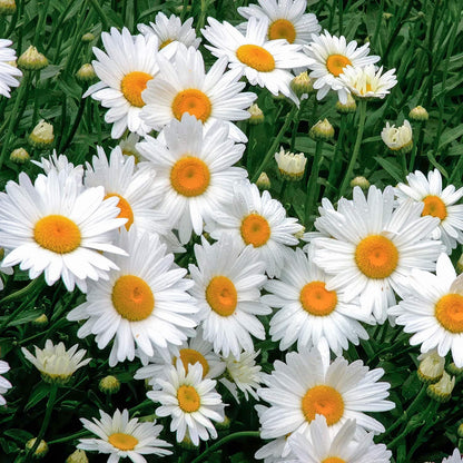 Leucanthemum x superbum 'Alaska'