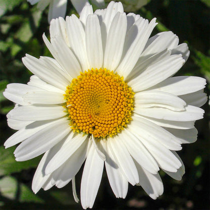 Leucanthemum x superbum 'Alaska'