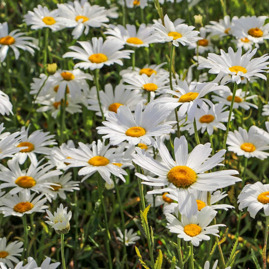 Leucanthemum × superbum 'Silberprinzesschen'