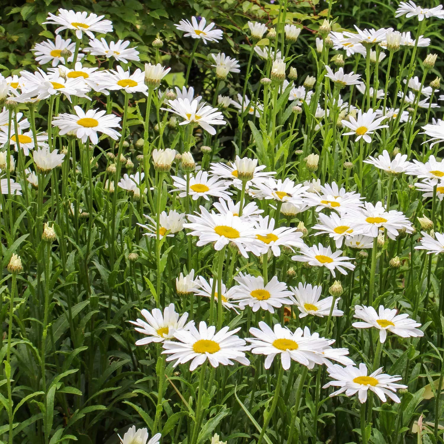 Leucanthemum × superbum 'Silberprinzesschen'