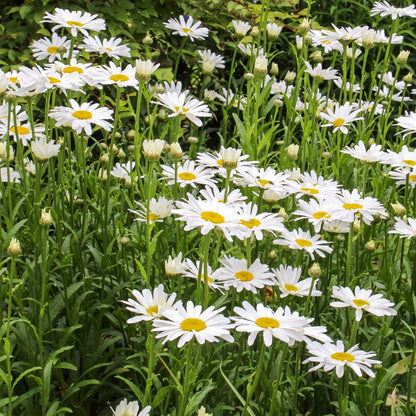 Leucanthemum × superbum 'Silberprinzesschen'