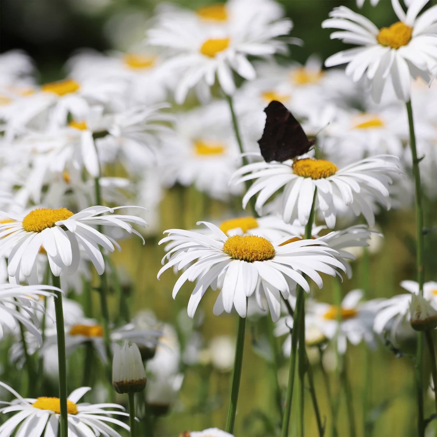 Leucanthemum × superbum 'Silberprinzesschen'