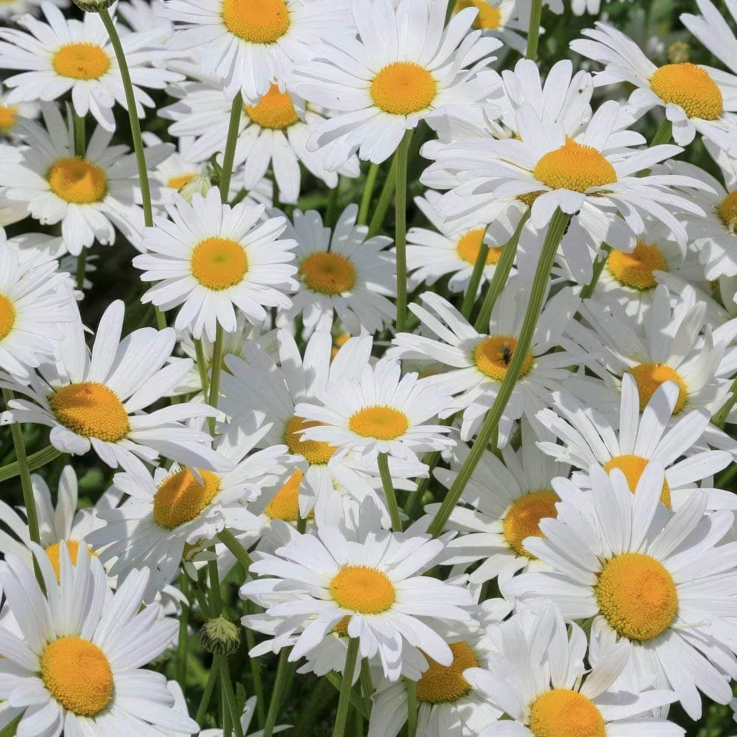 Leucanthemum × superbum 'Silberprinzesschen'